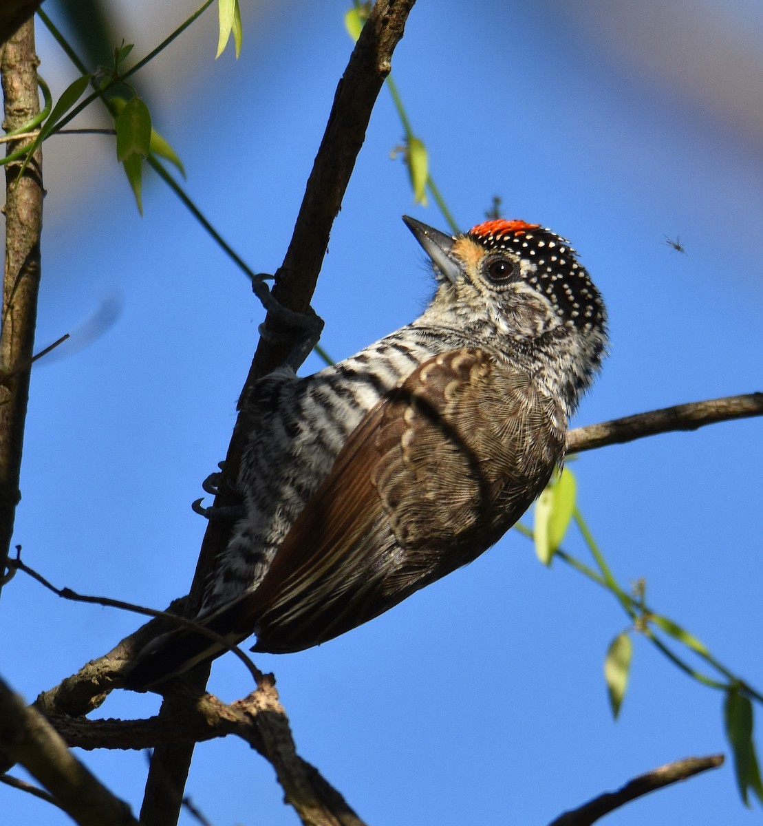 White-barred Piculet - ML635024644