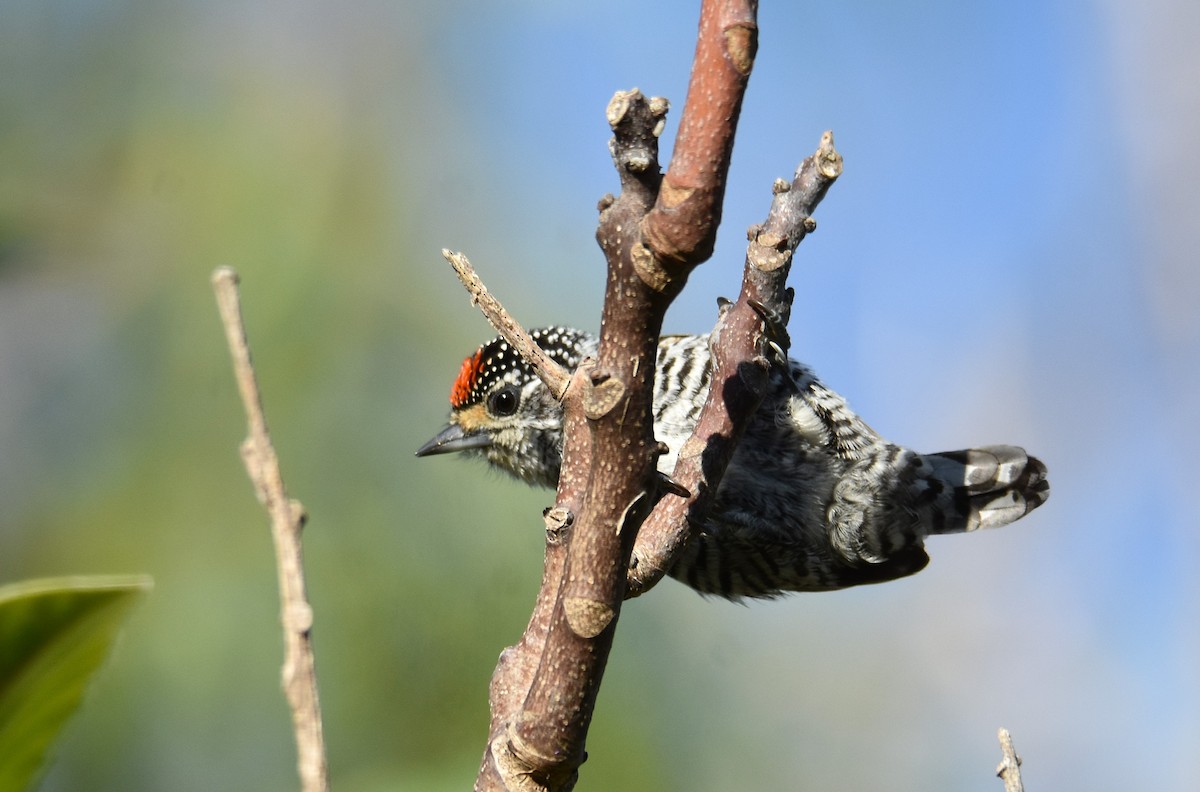 White-barred Piculet - ML635024654