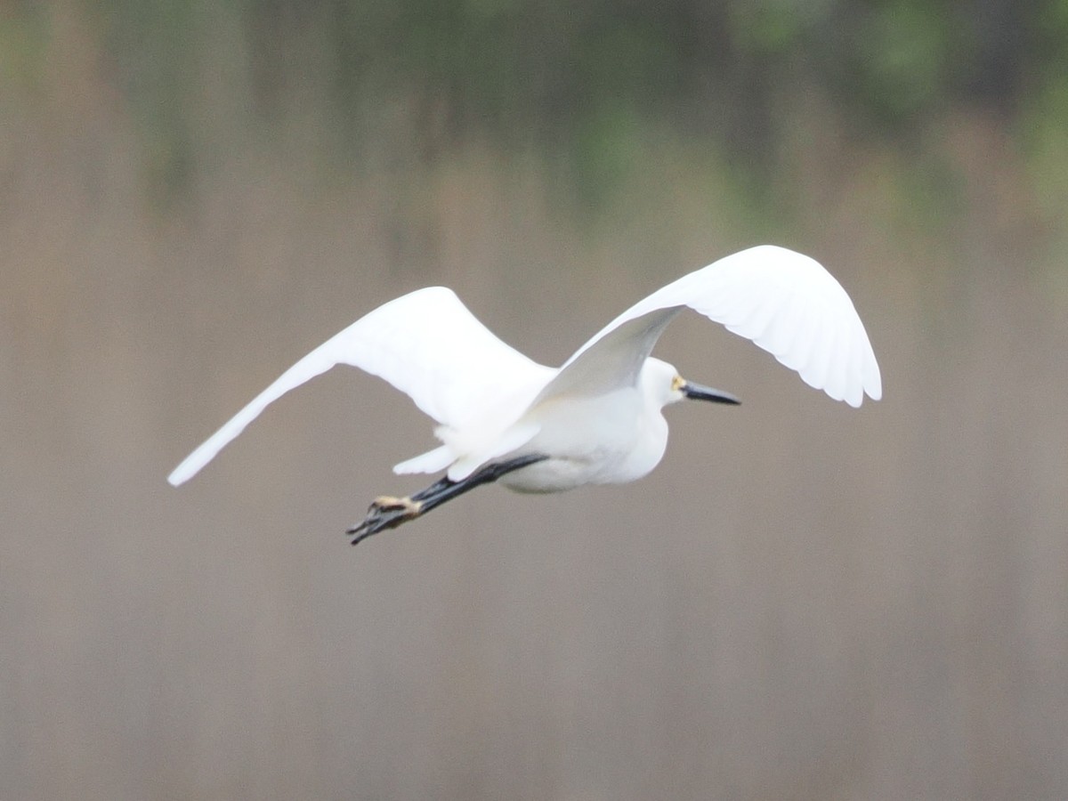 Snowy Egret - ML635024675