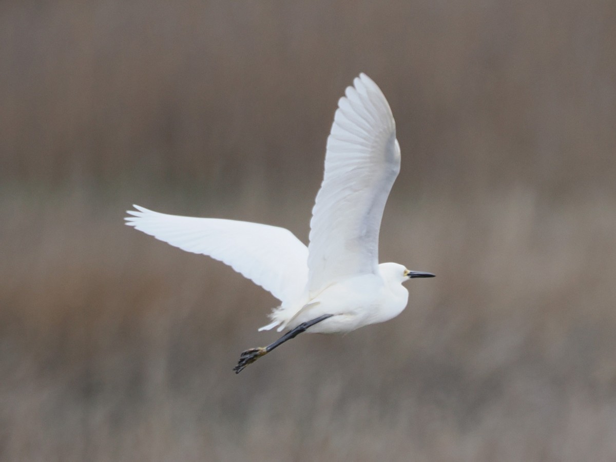 Snowy Egret - ML635024676