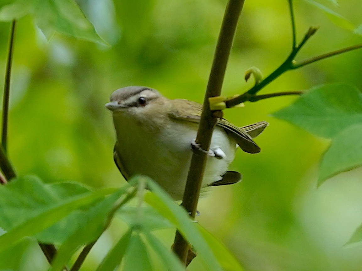 Red-eyed Vireo - ML635024721