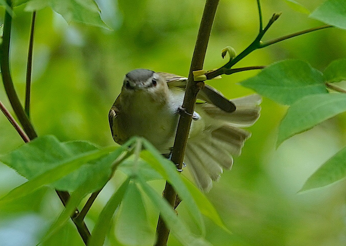 Red-eyed Vireo - ML635024722