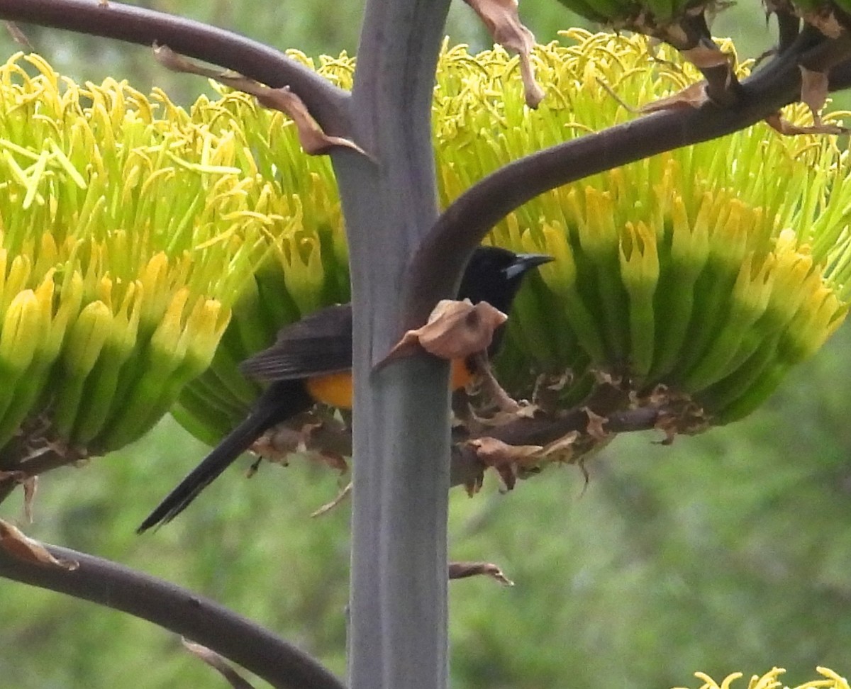 Black-vented Oriole - ML635024773