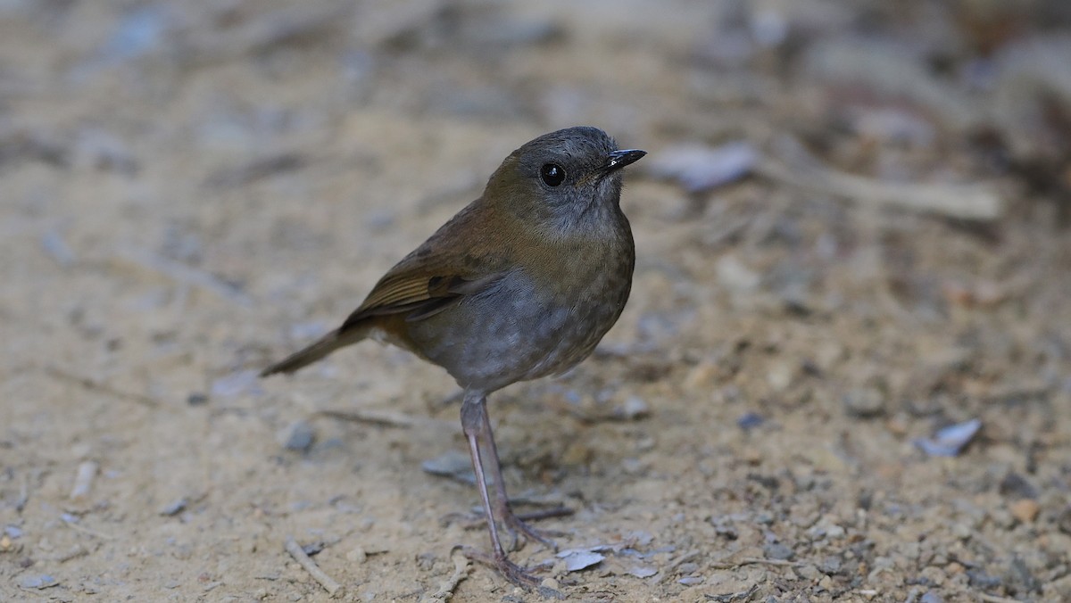 Black-billed Nightingale-Thrush - ML635024907