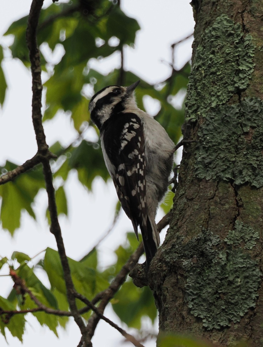 Downy Woodpecker - ML635024956