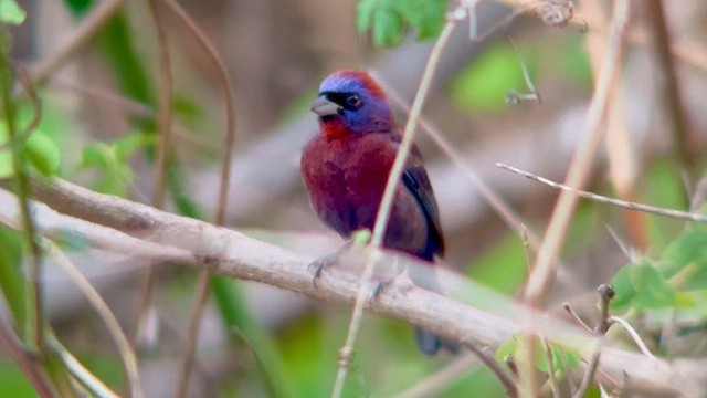 Varied Bunting - ML635024966
