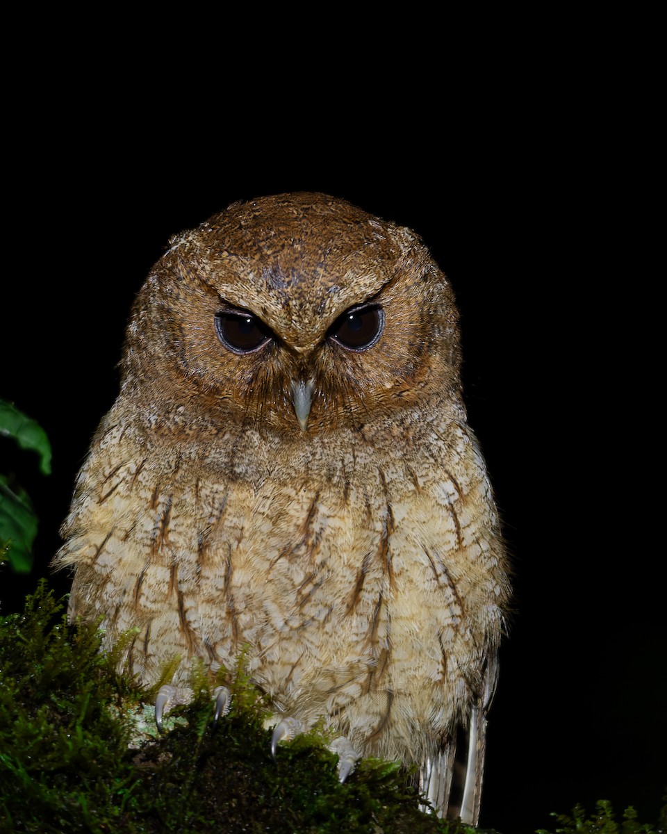 Rufescent Screech-Owl - ML635024990