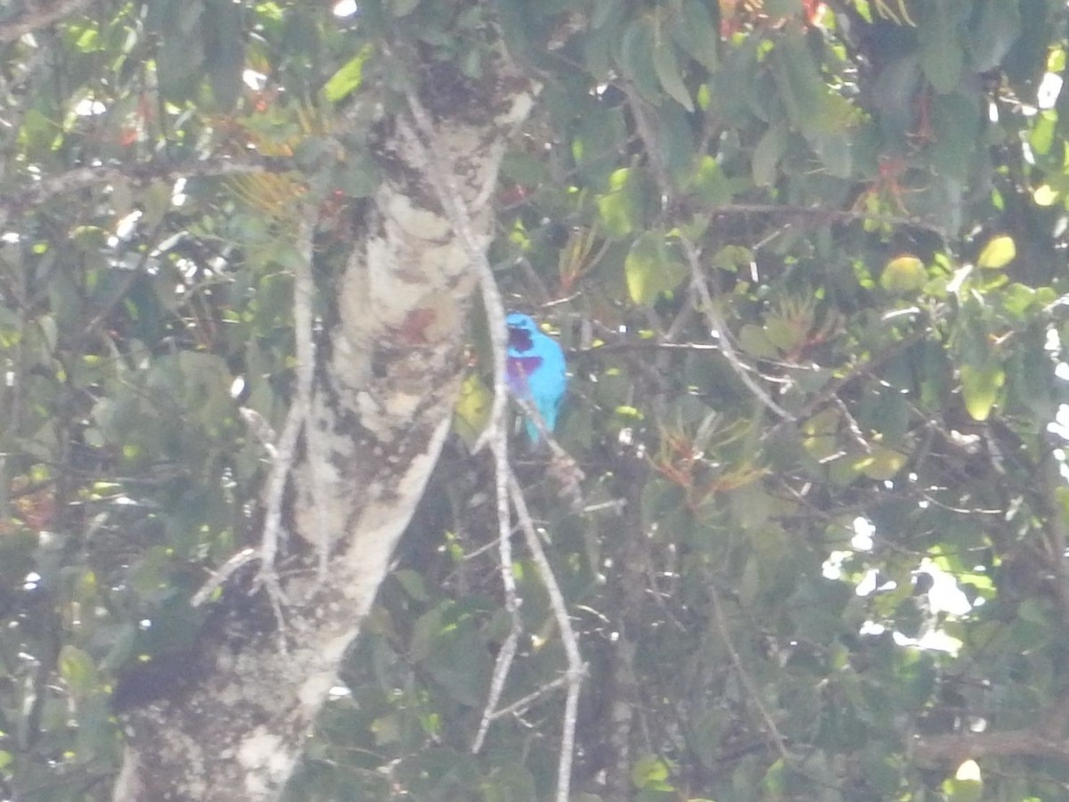 Turquoise Cotinga - ML635024998