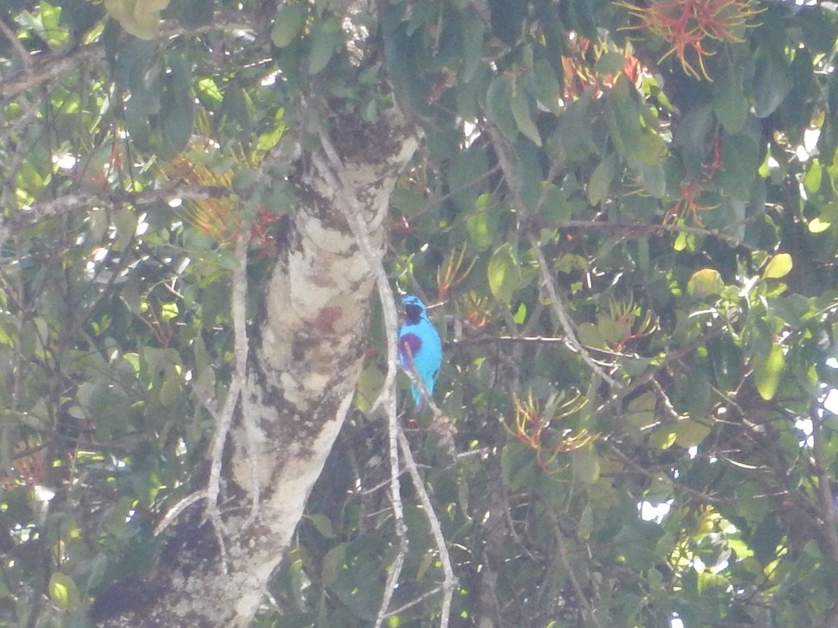 Turquoise Cotinga - ML635024999
