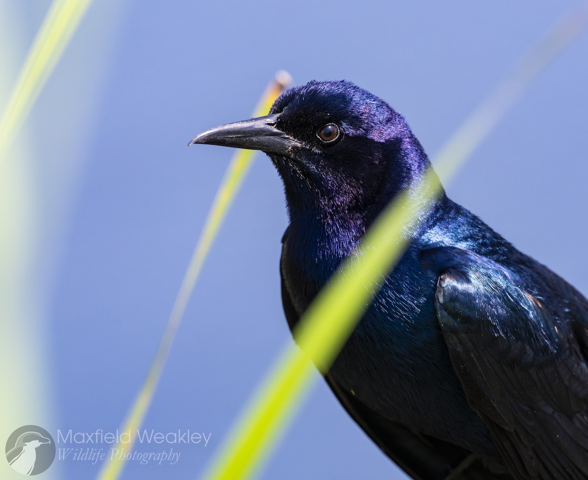 Boat-tailed Grackle (westoni) - ML635025042