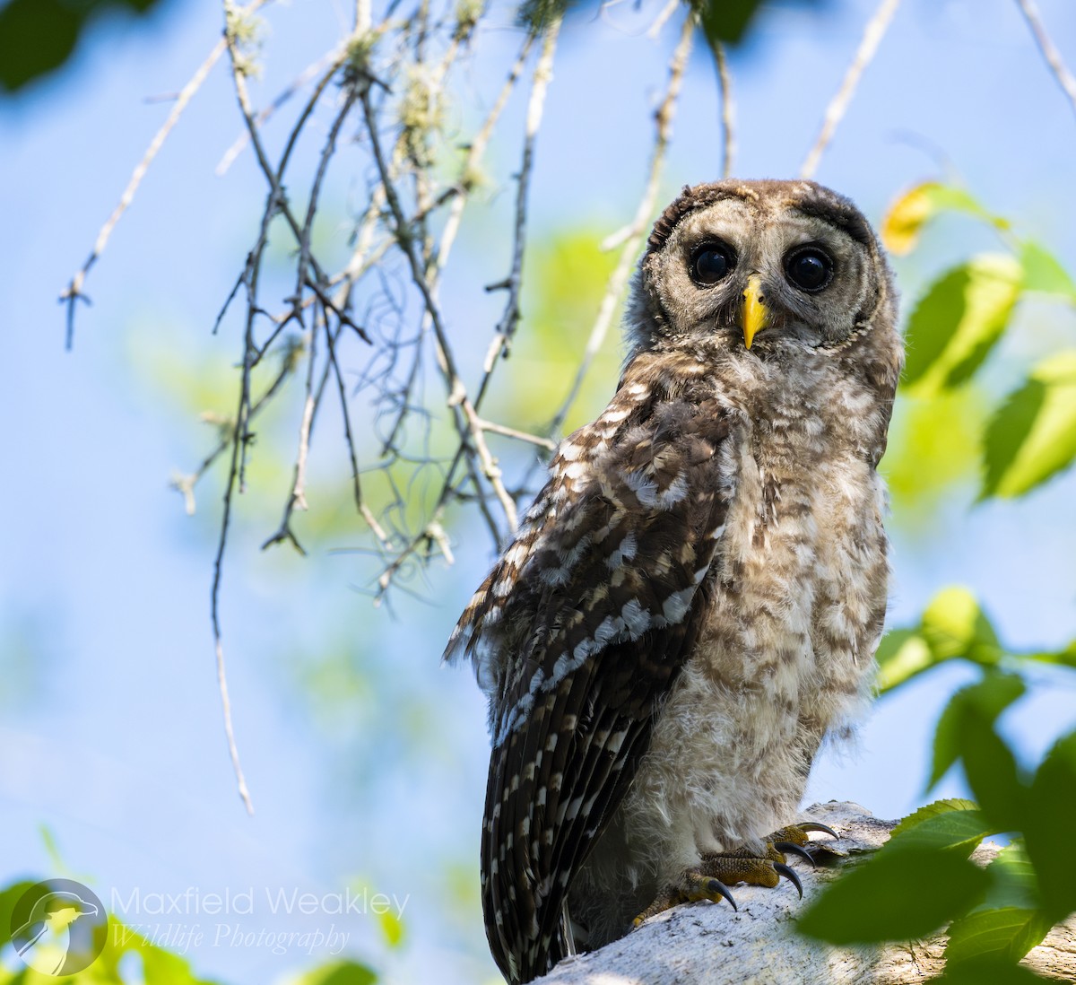 Barred Owl - ML635025064