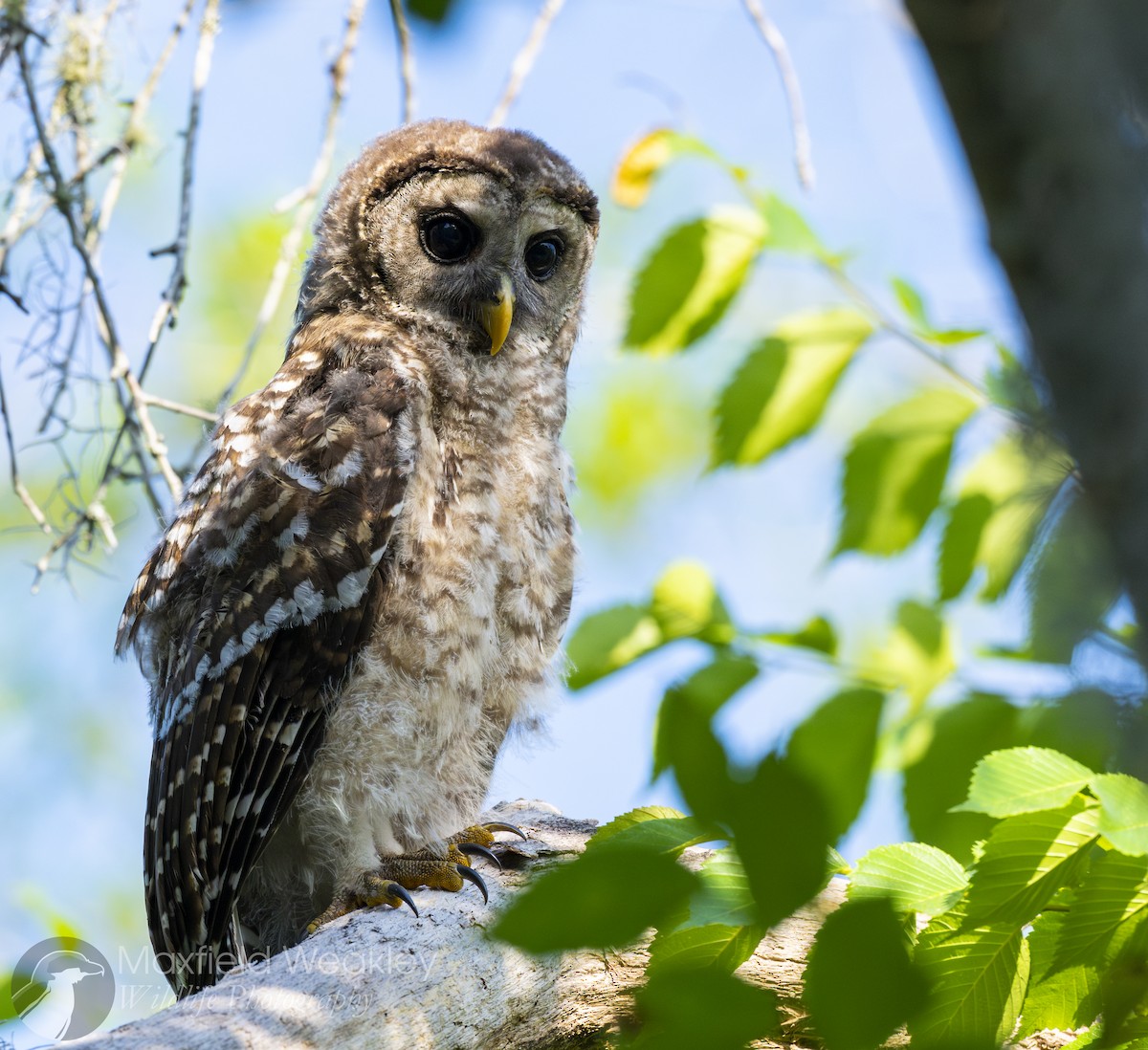 Barred Owl - ML635025075