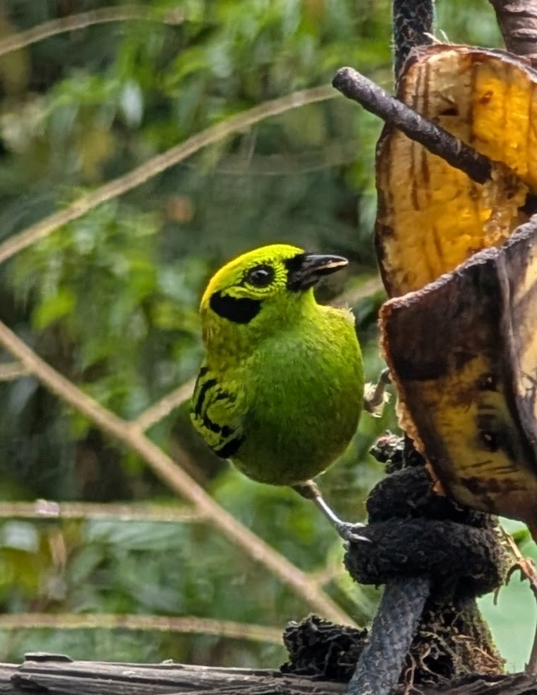 Emerald Tanager - ML635025079