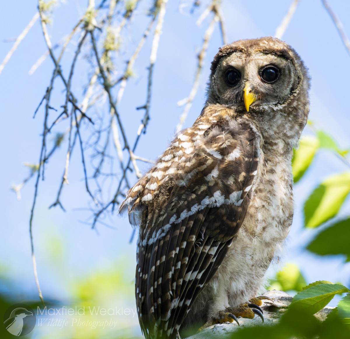 Barred Owl - ML635025085