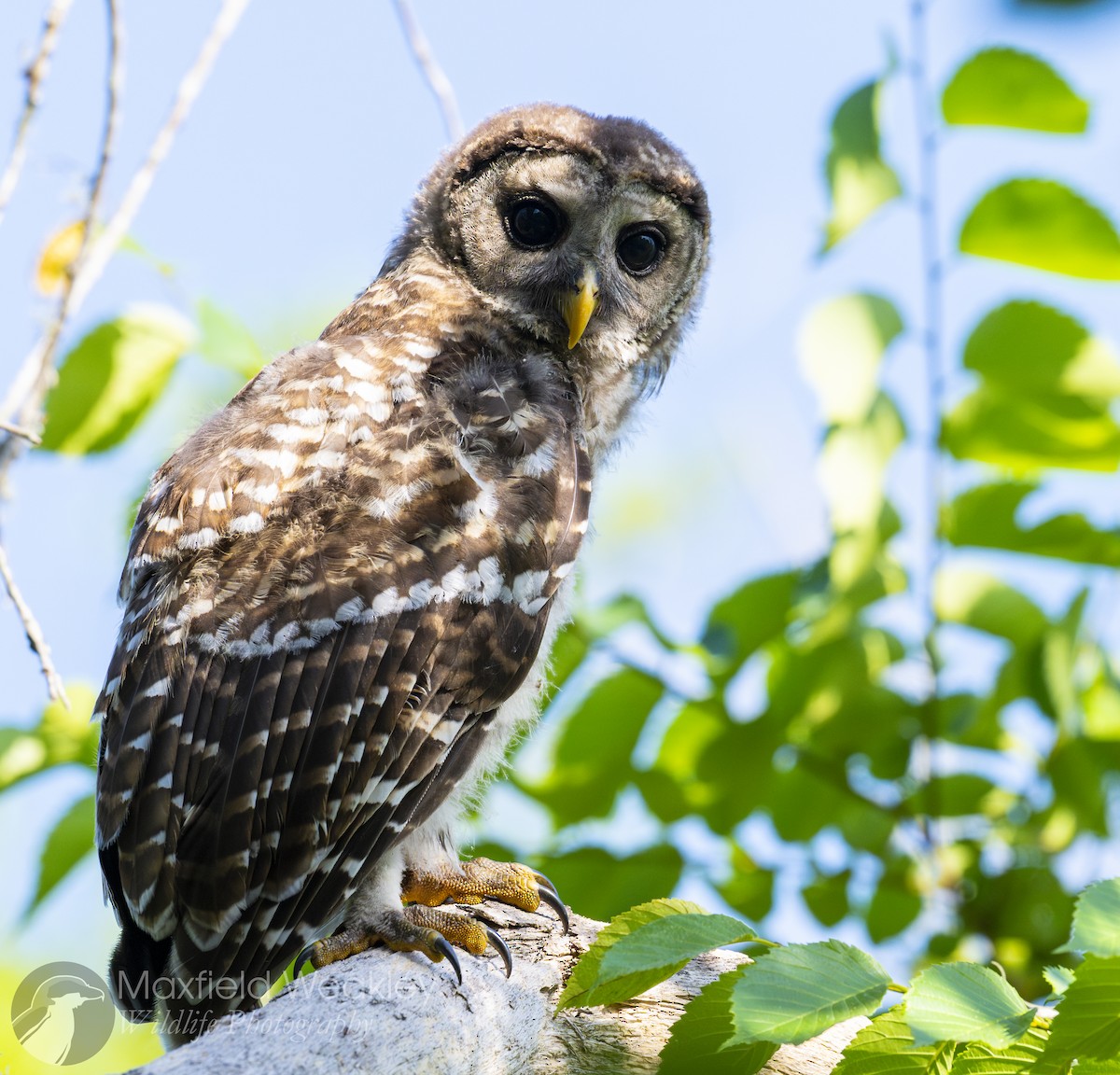 Barred Owl - ML635025093