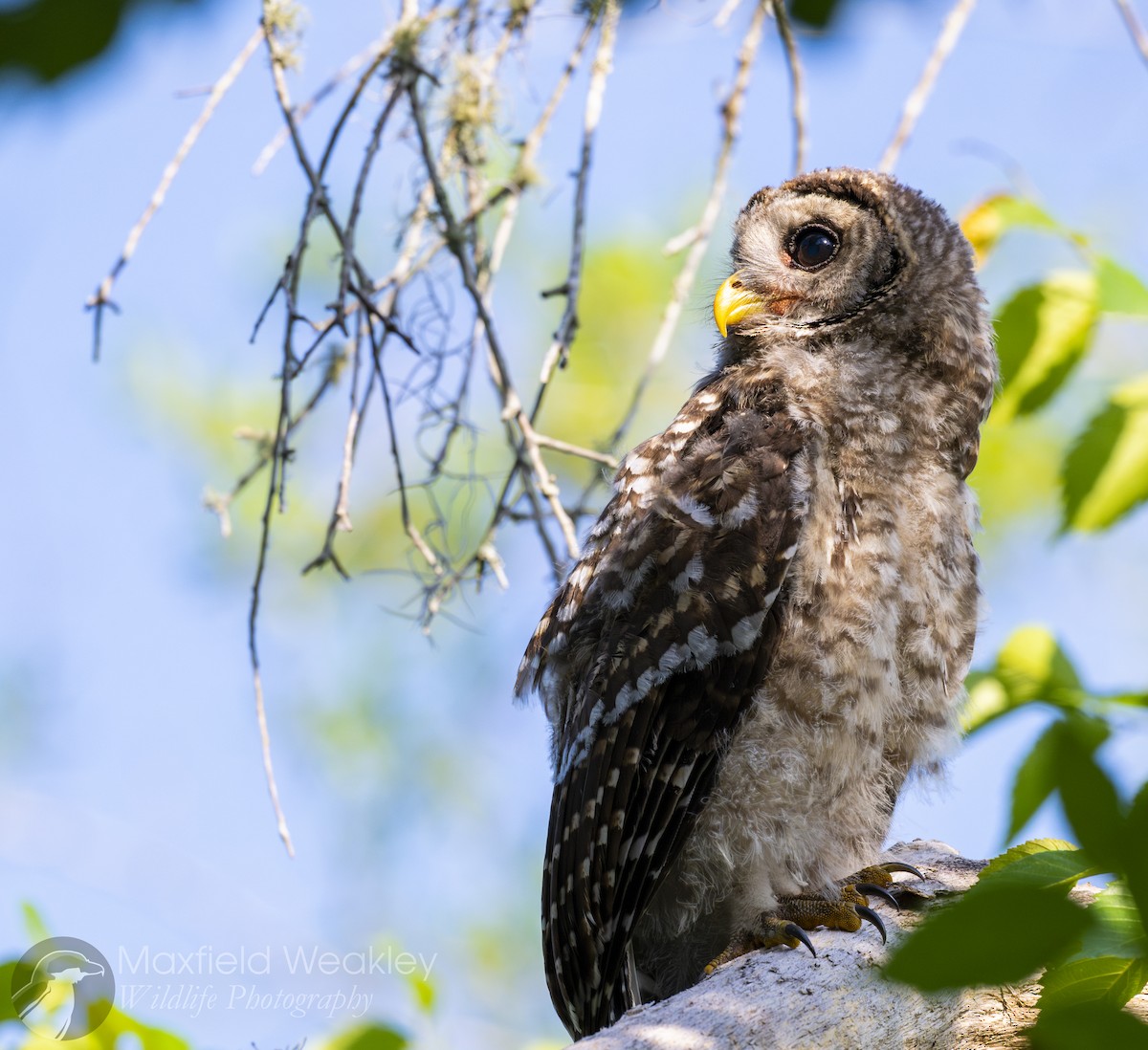Barred Owl - ML635025102