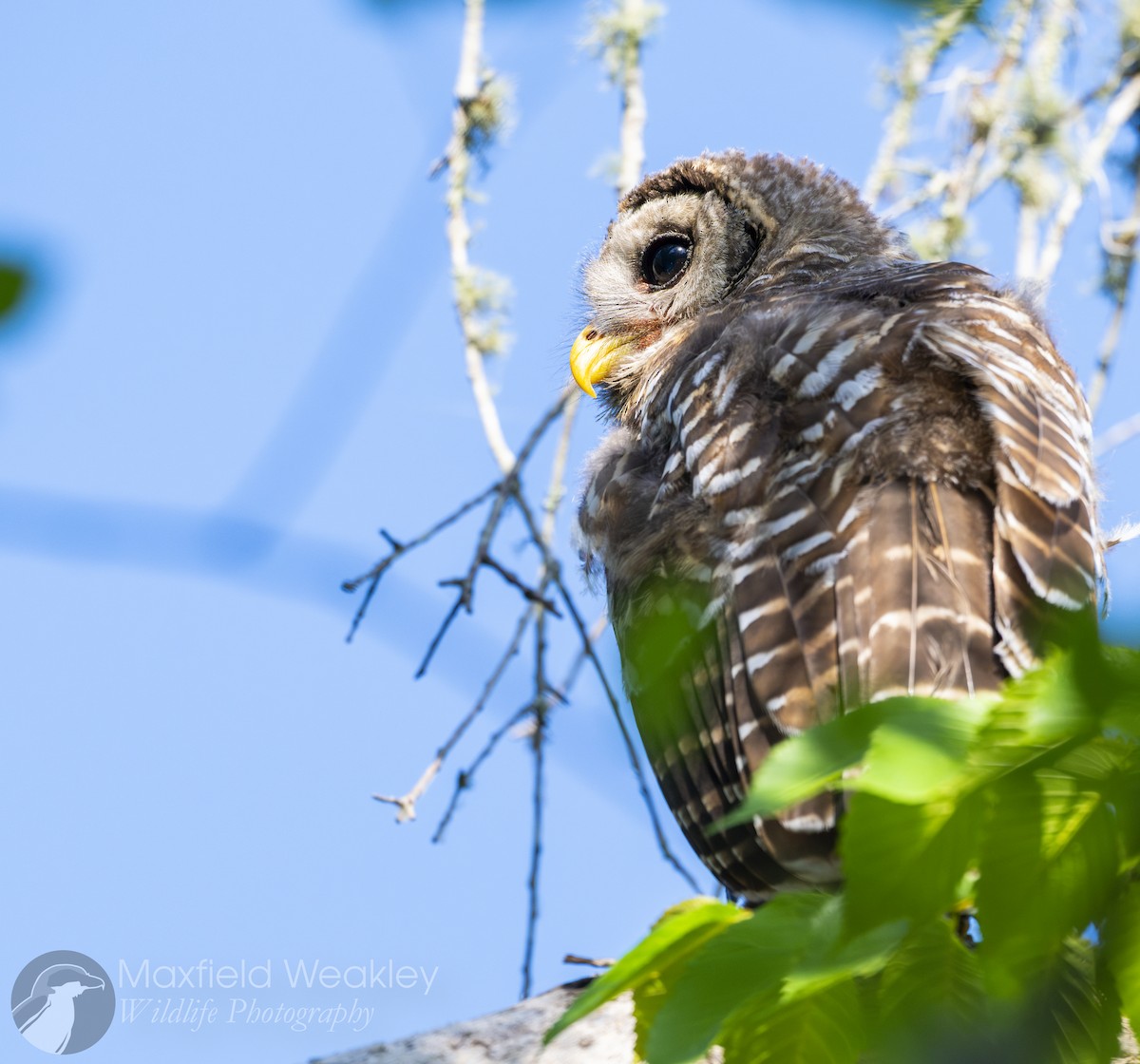 Barred Owl - ML635025110