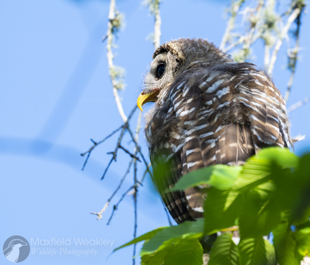 Barred Owl - ML635025114
