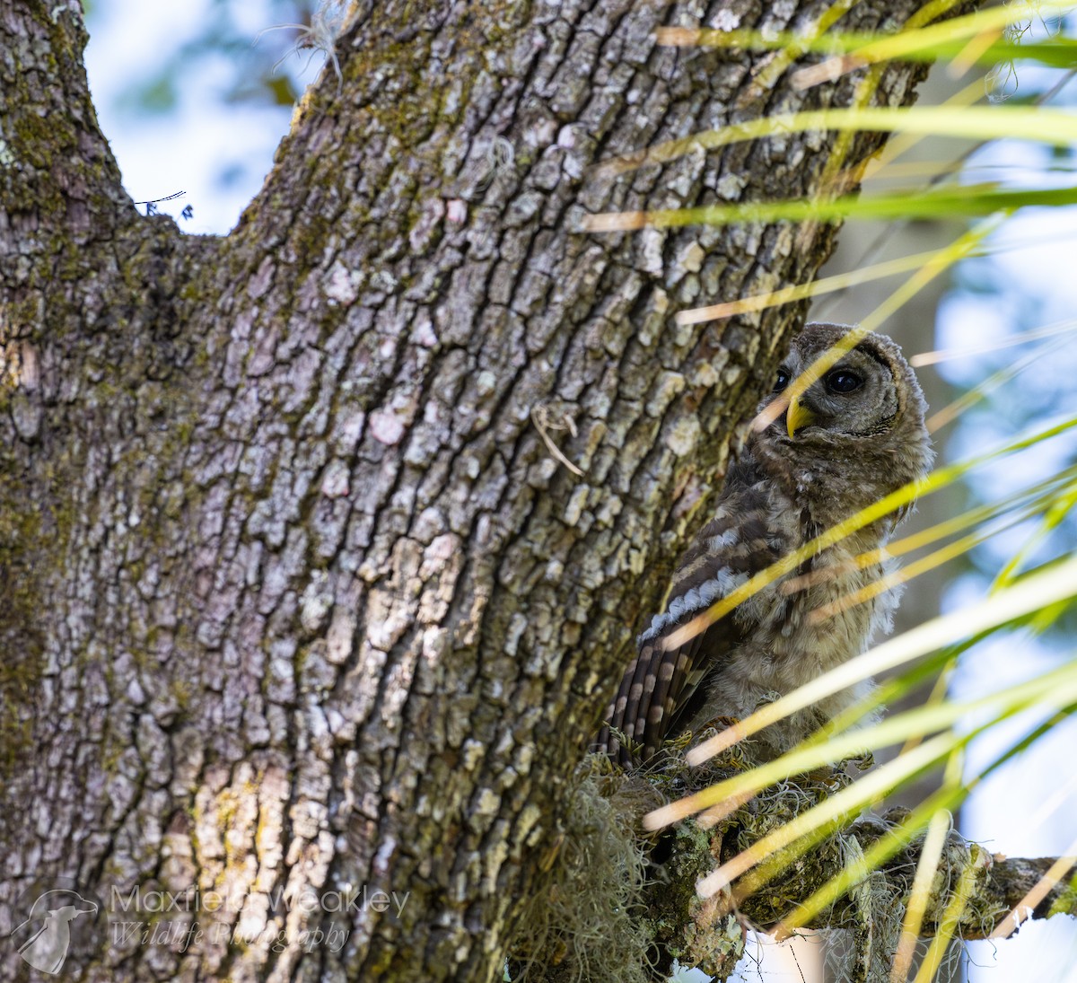Barred Owl - ML635025115