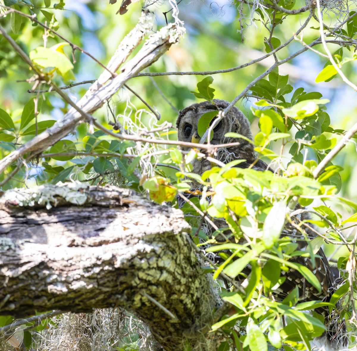 Barred Owl - ML635025121