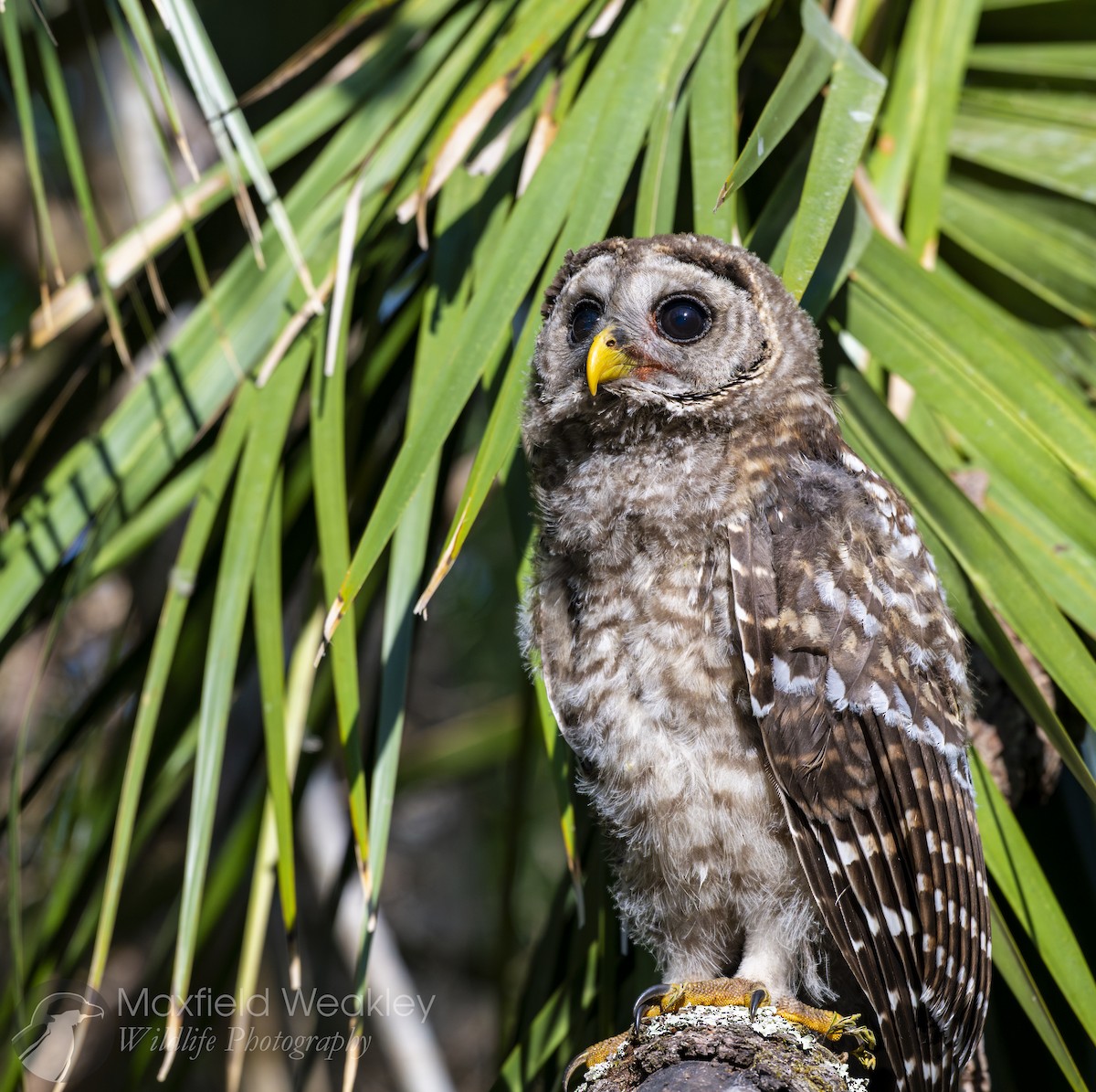 Barred Owl - ML635025124