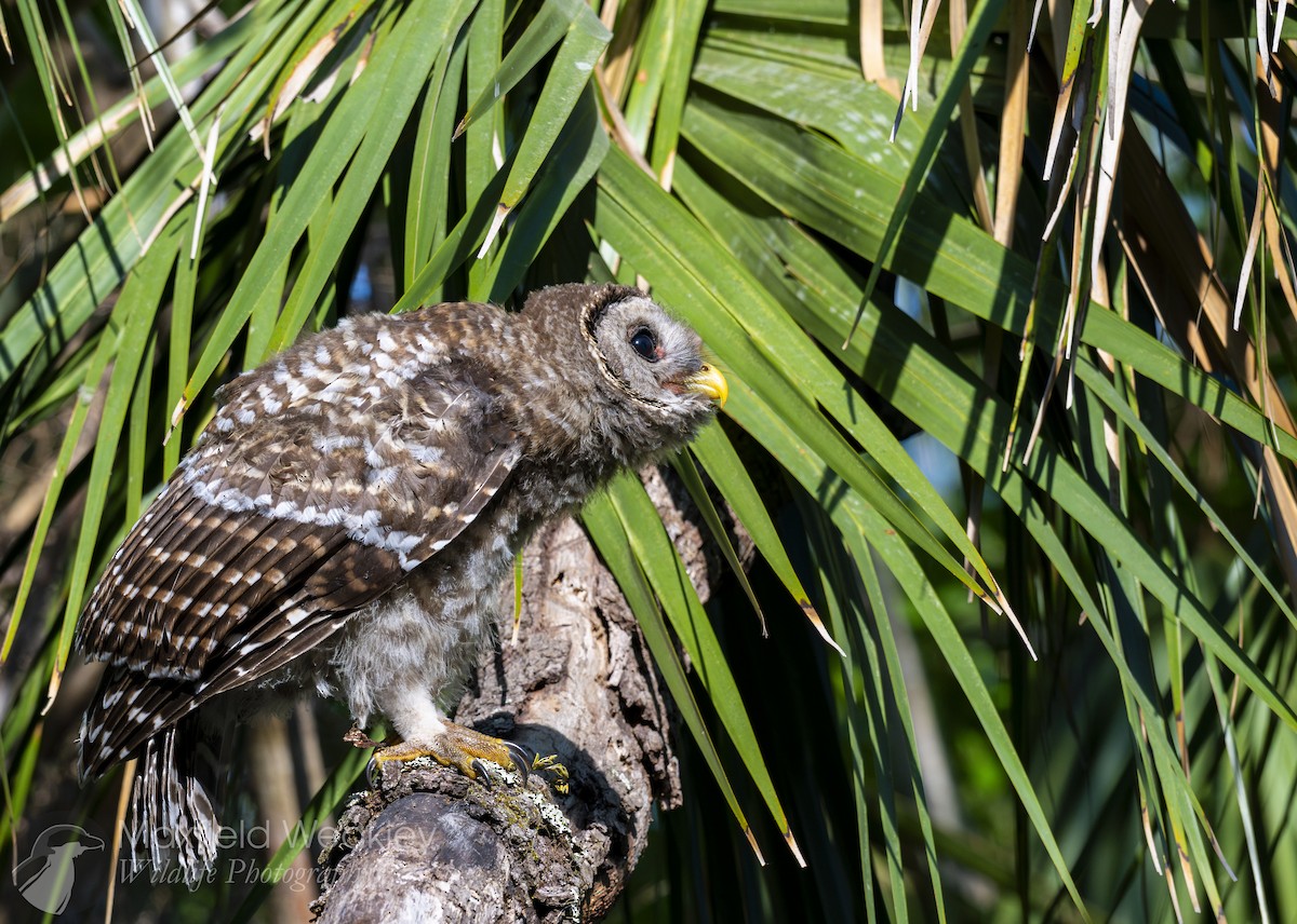 Barred Owl - ML635025133