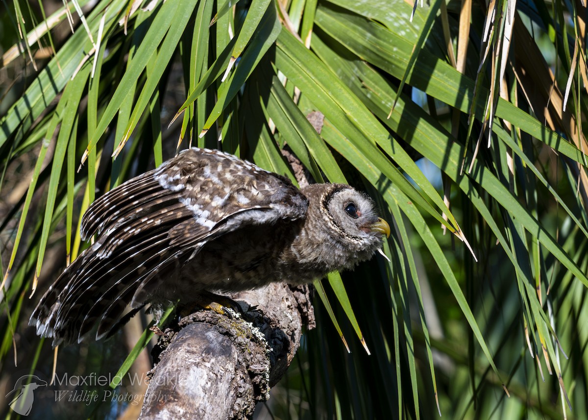 Barred Owl - ML635025135