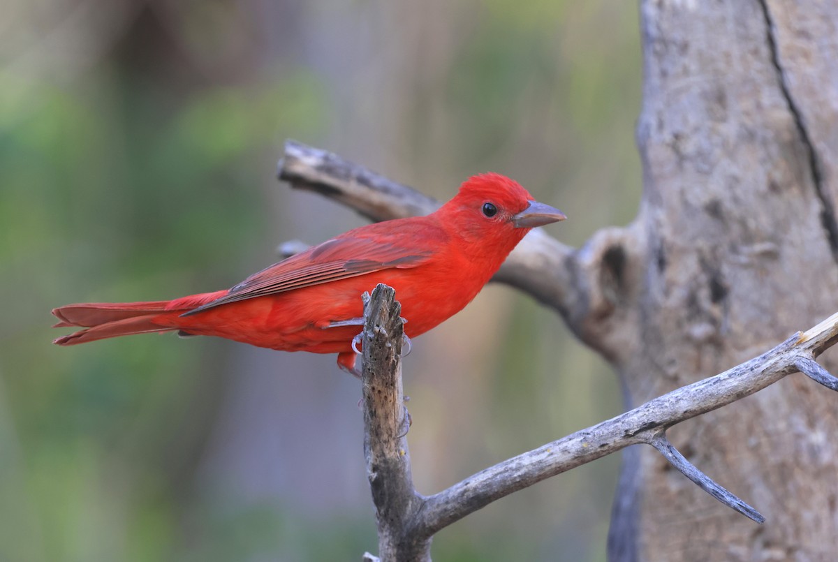 Summer Tanager - ML635025142