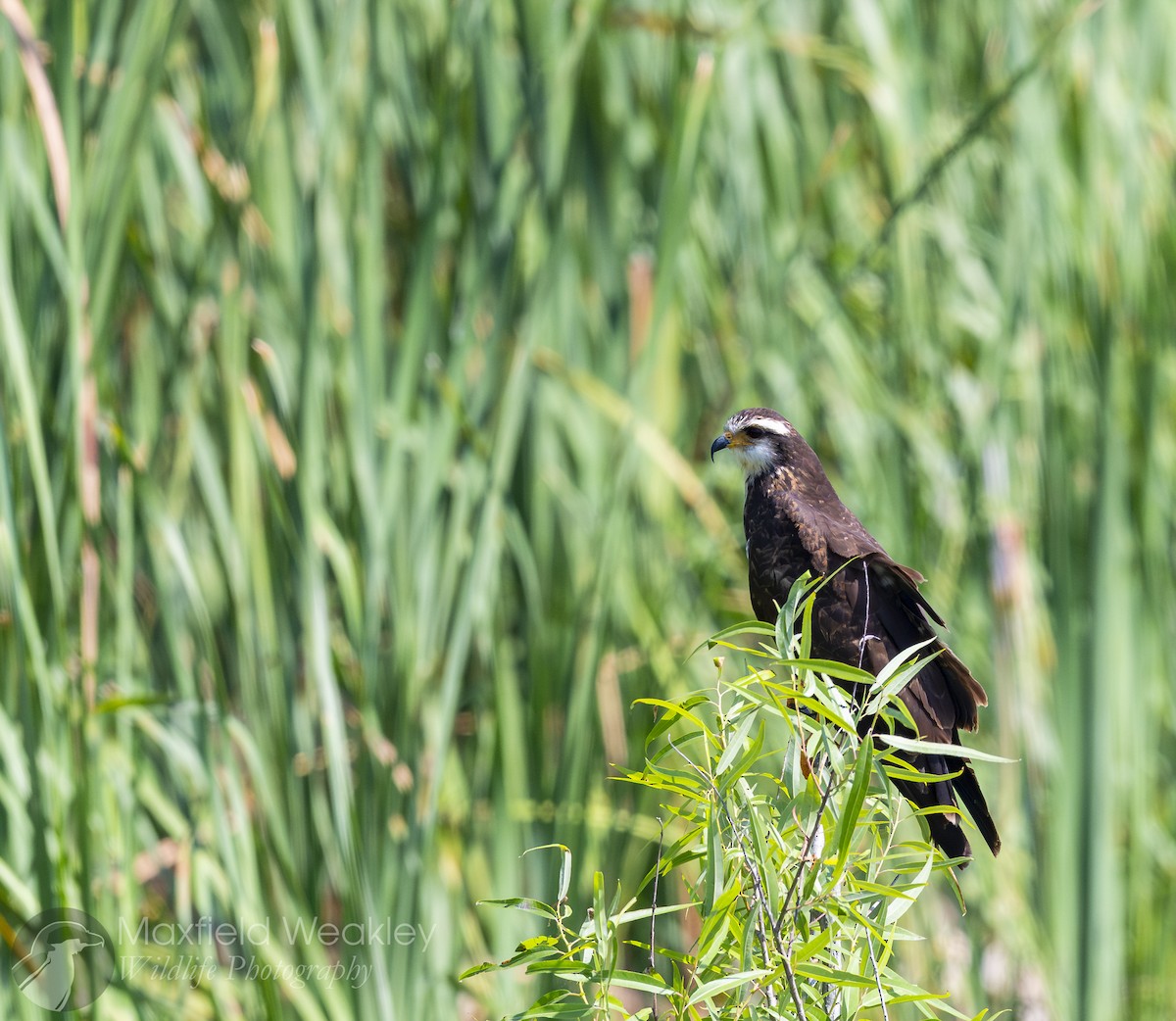 Snail Kite - ML635025147