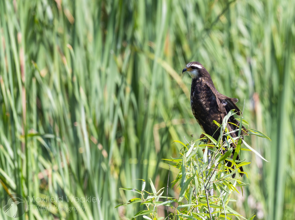 Snail Kite - ML635025154