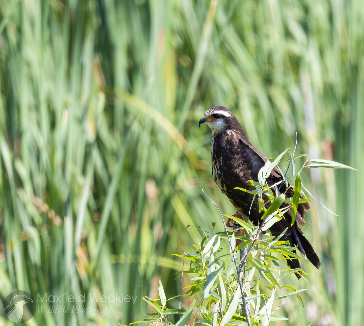 Snail Kite - ML635025156
