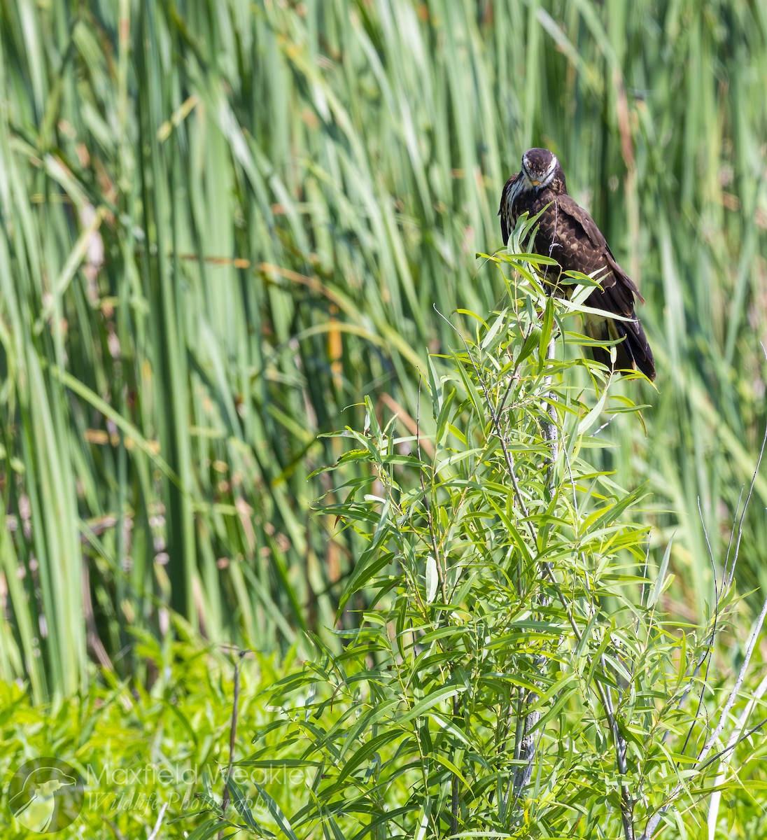 Snail Kite - ML635025165