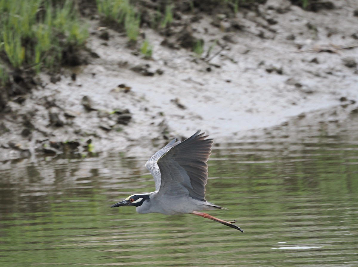 Yellow-crowned Night Heron - ML635025260