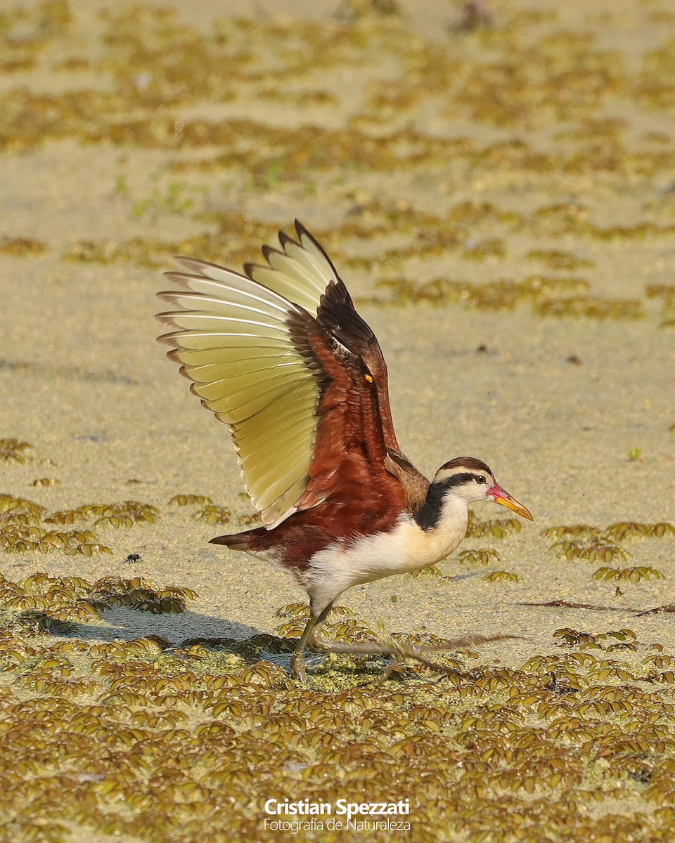 Wattled Jacana - ML635025268