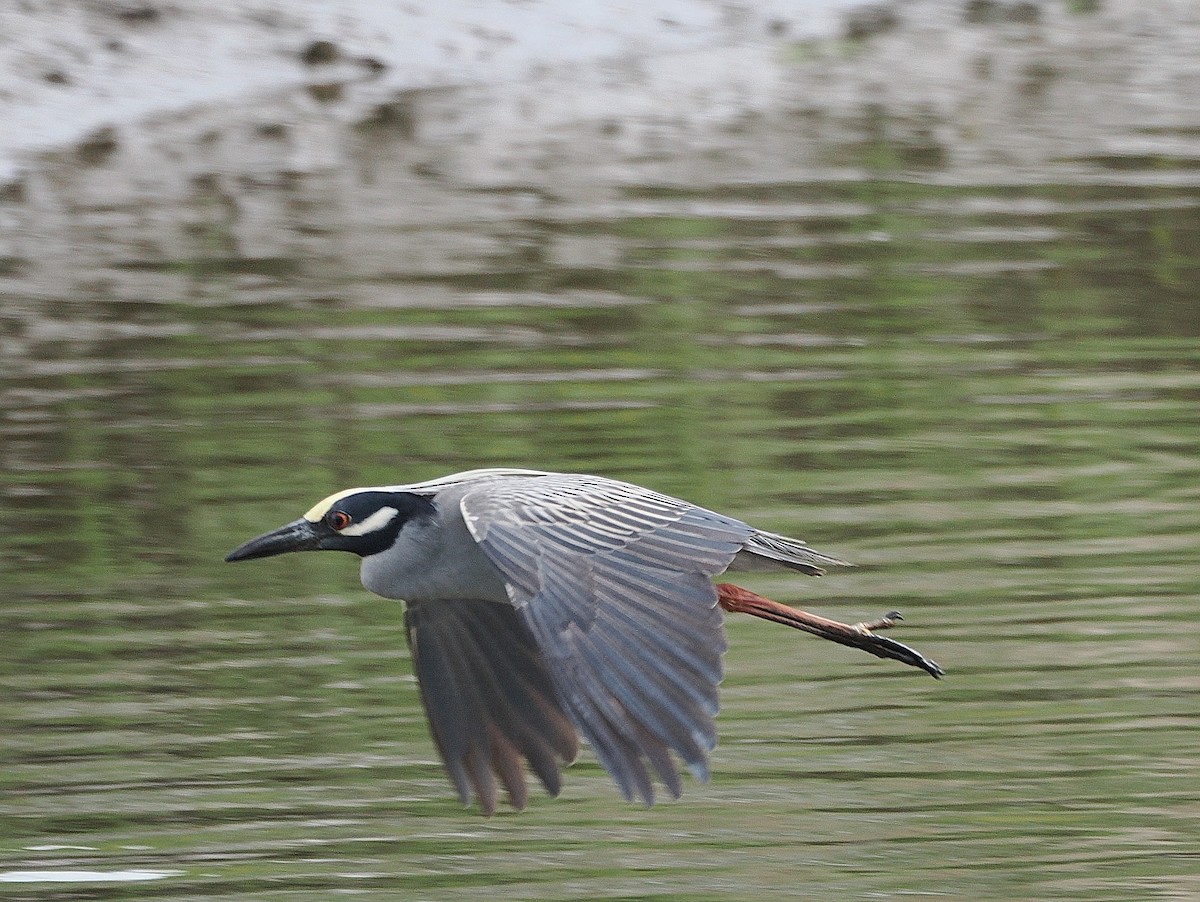 Yellow-crowned Night Heron - ML635025283