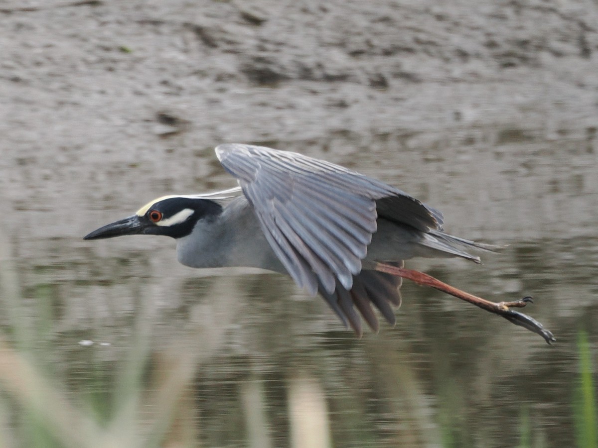 Yellow-crowned Night Heron - ML635025311