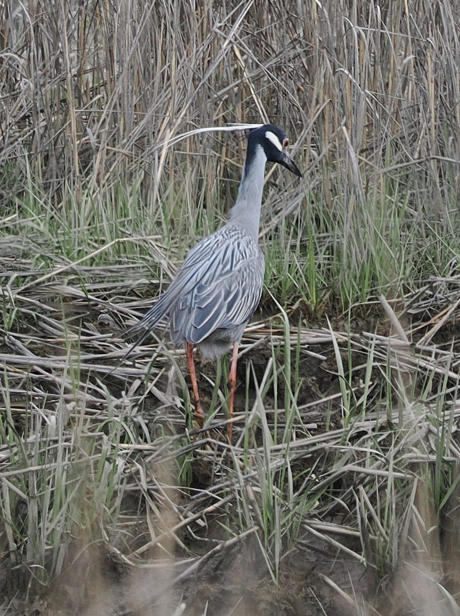 Yellow-crowned Night Heron - ML635025323