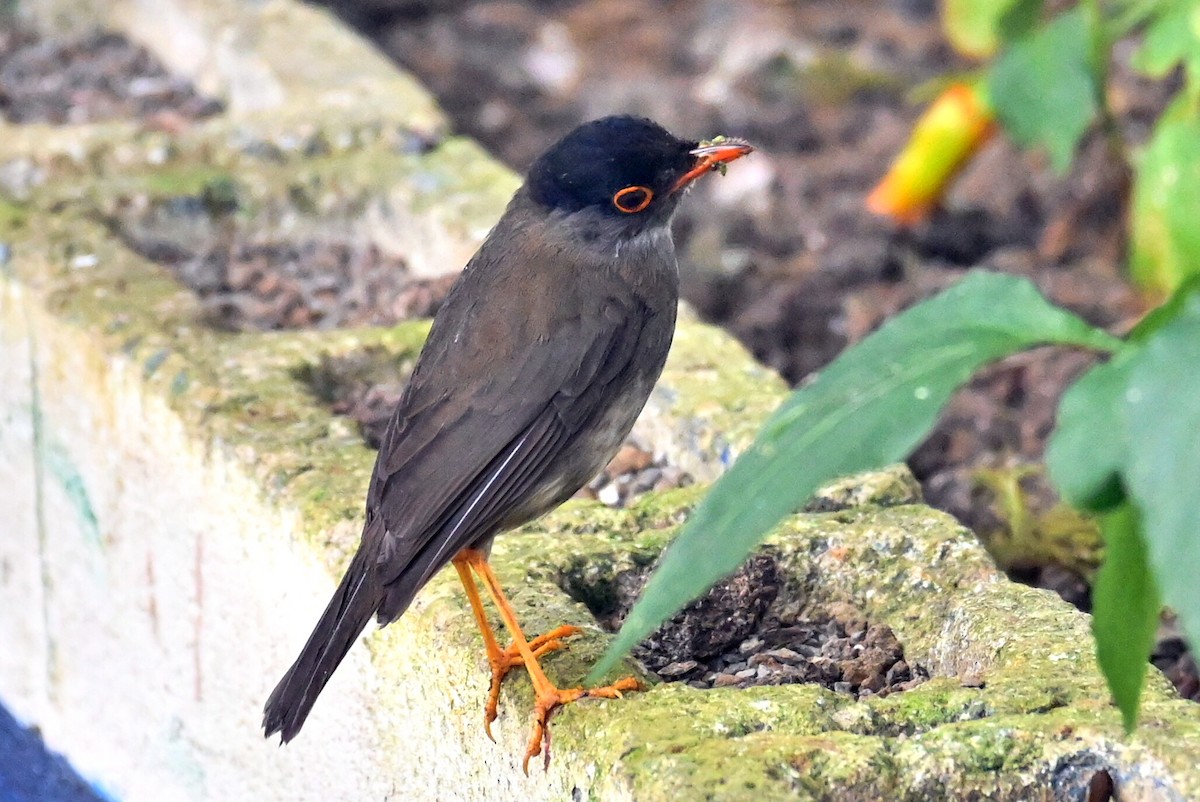 Black-headed Nightingale-Thrush - ML635025328