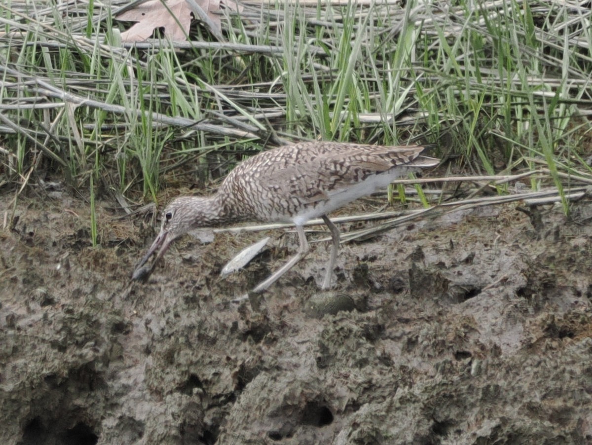 Willet (Eastern) - ML635025380