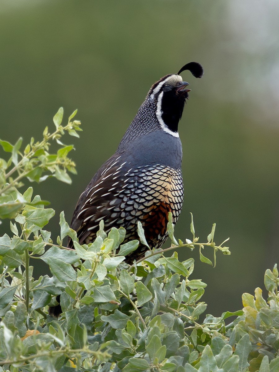 California Quail - ML635025538