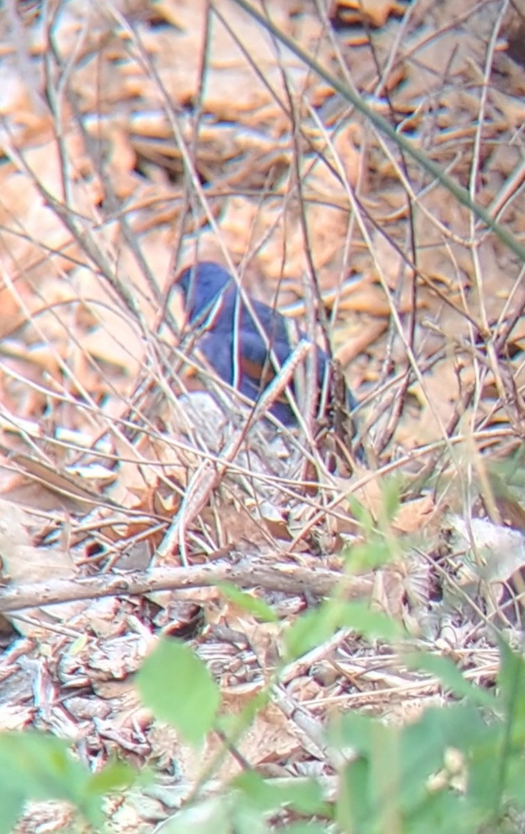 papežík modrý - ML635025542