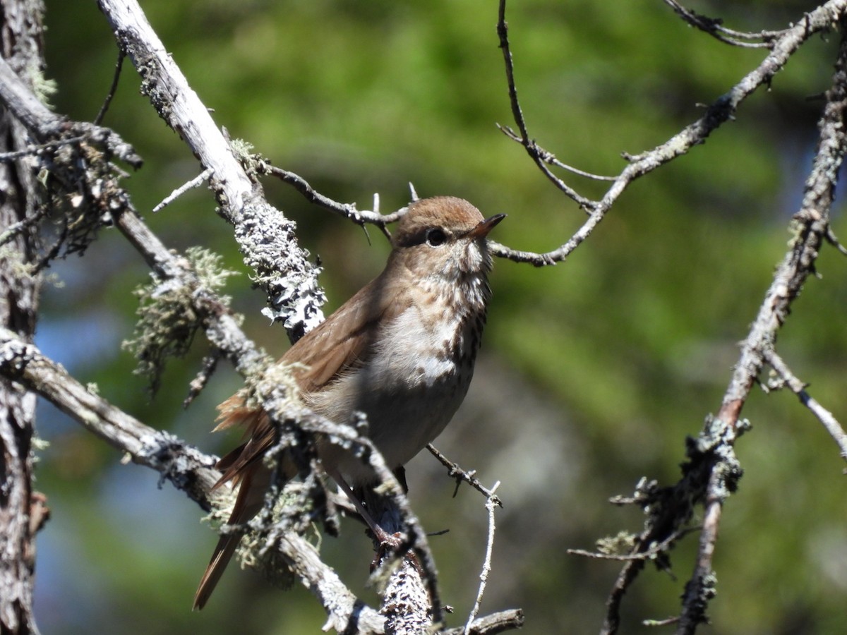 Hermit Thrush - ML635025557