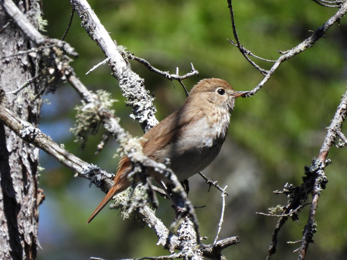 Hermit Thrush - ML635025558