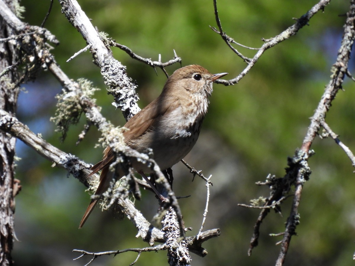 Hermit Thrush - ML635025559