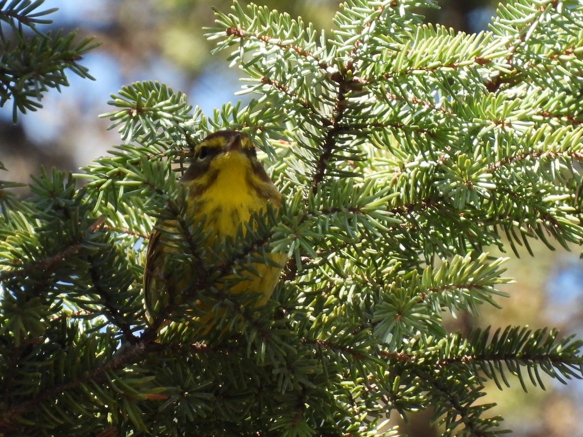 Palm Warbler - ML635025595