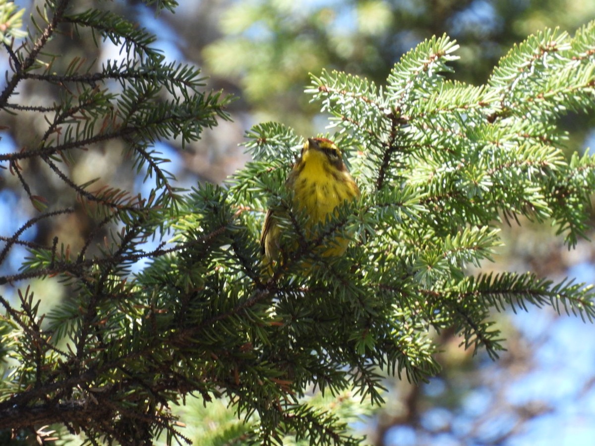Palm Warbler - ML635025596