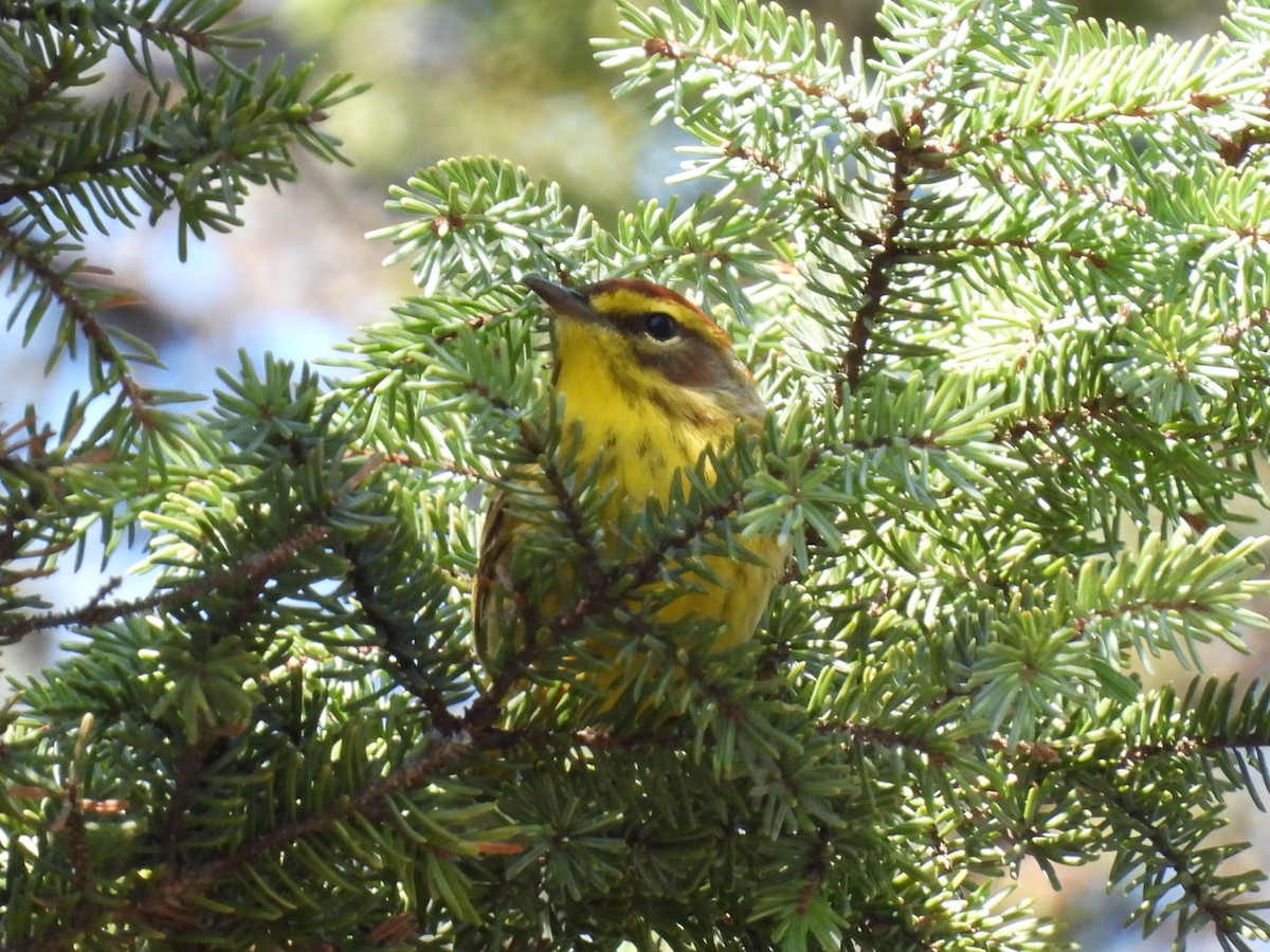 Palm Warbler - ML635025599