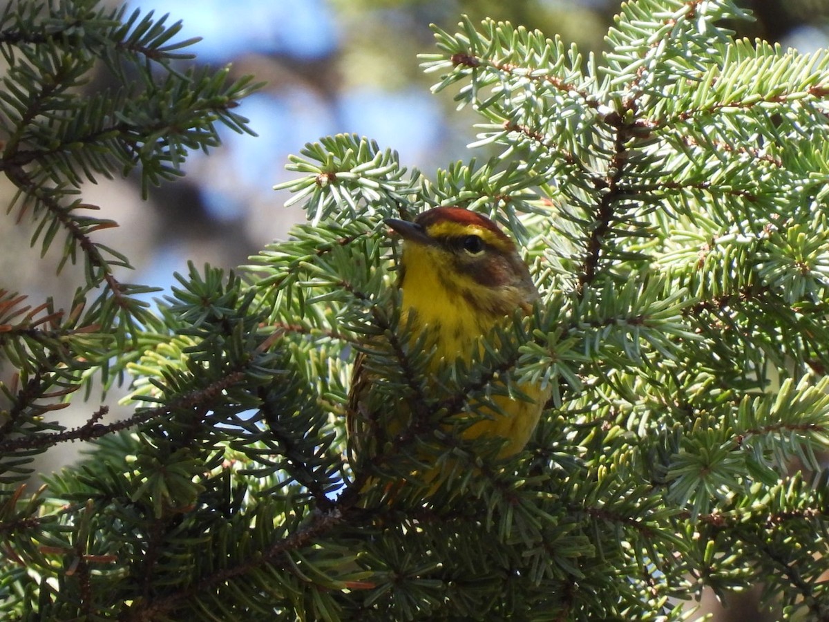 Palm Warbler - ML635025600