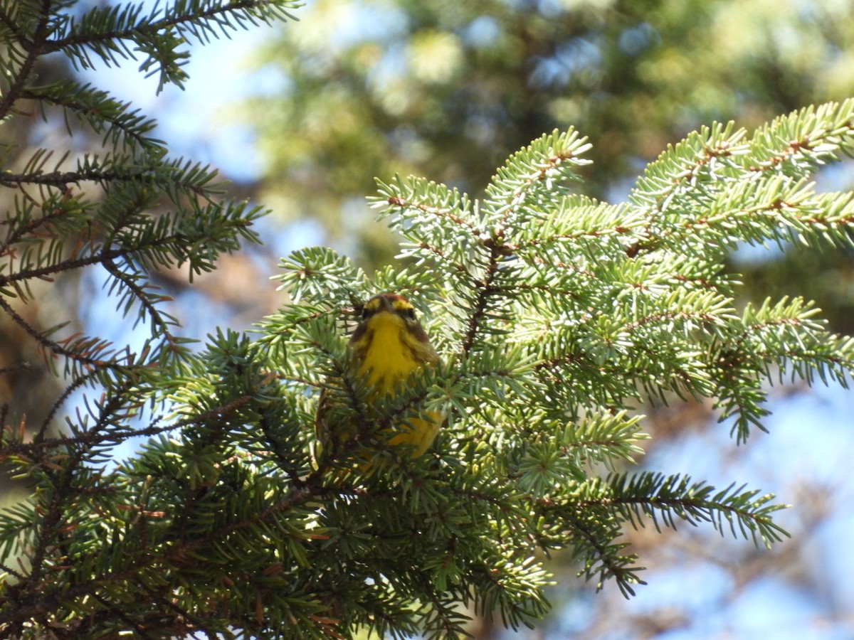 Palm Warbler - ML635025601