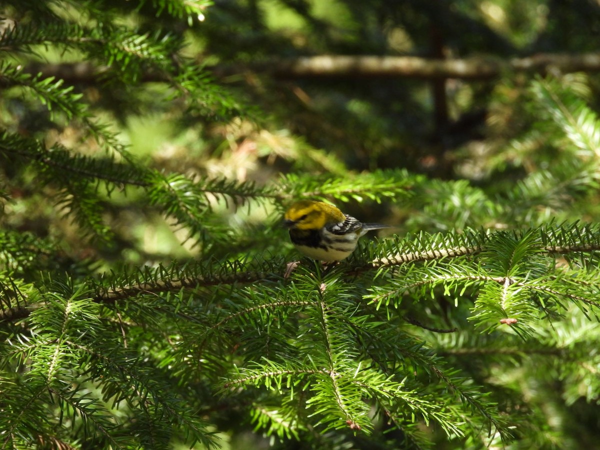 Black-throated Green Warbler - ML635025622